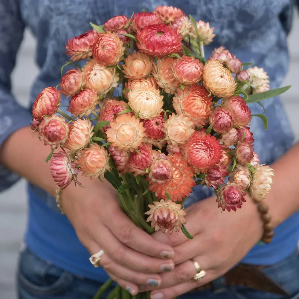 Helichrysum Apricot/Peach – EKO Helichrysum Apricot/Peach – EKO