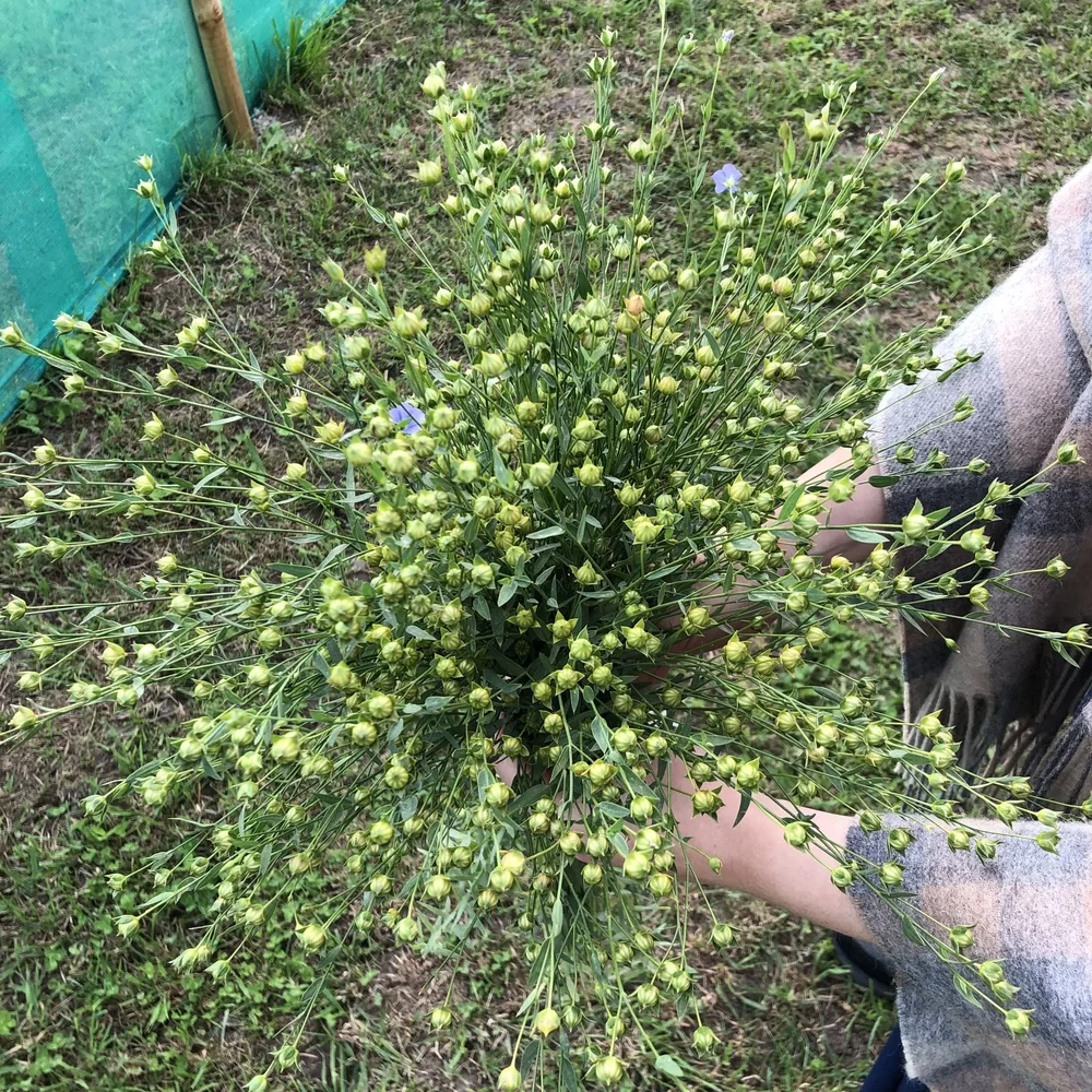 Spånadslin Spånadslin