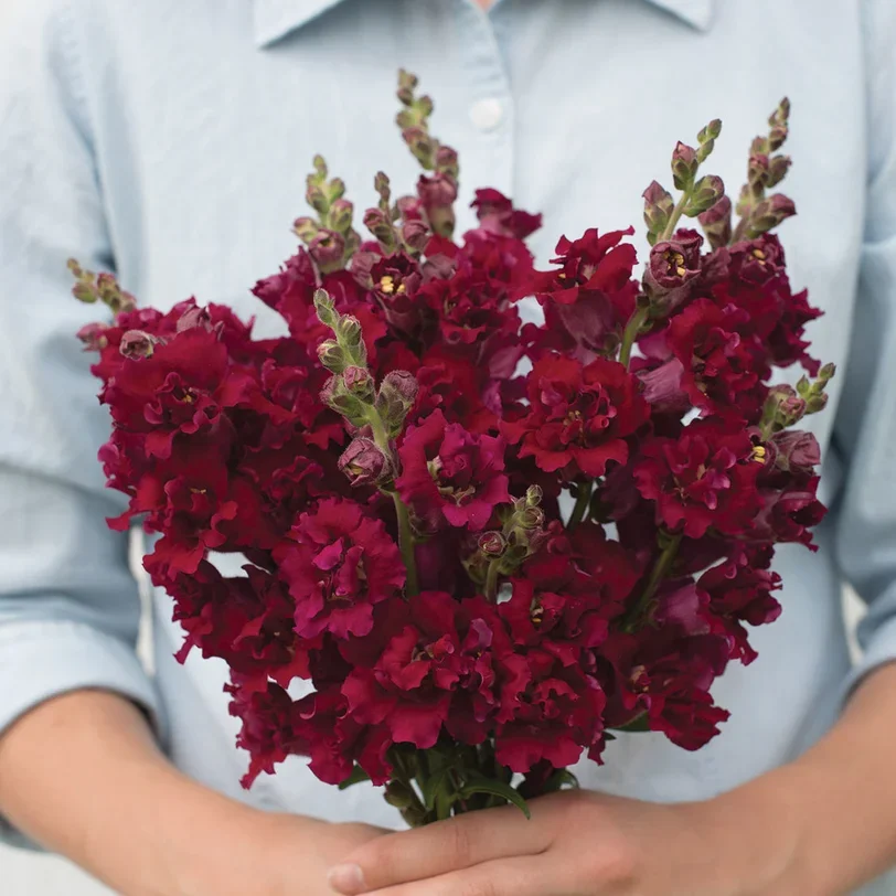 Antirrhinum Madame Butterfly Red Antirrhinum Madame Butterfly Red