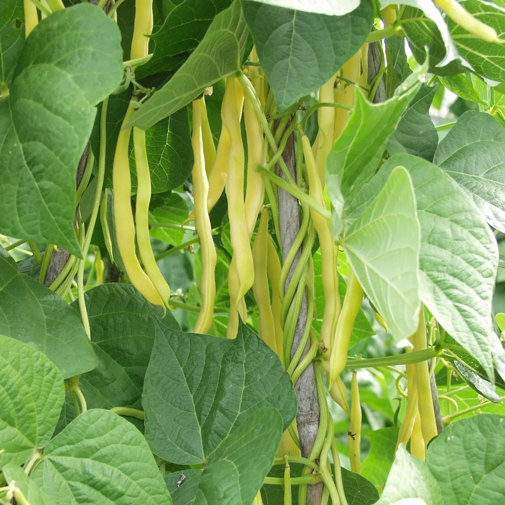 Störvaxböna Neckargold