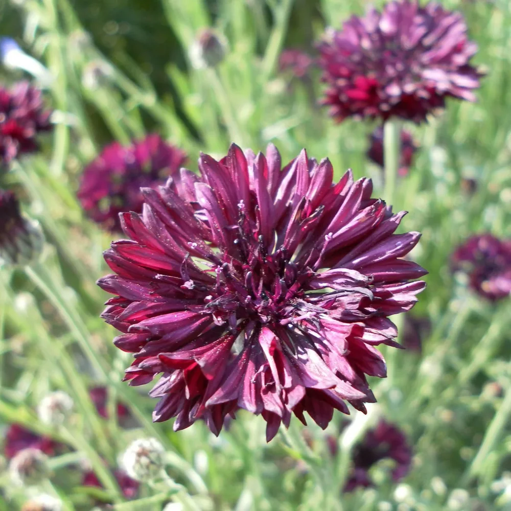 Centaurea Black Ball Centaurea Black Ball