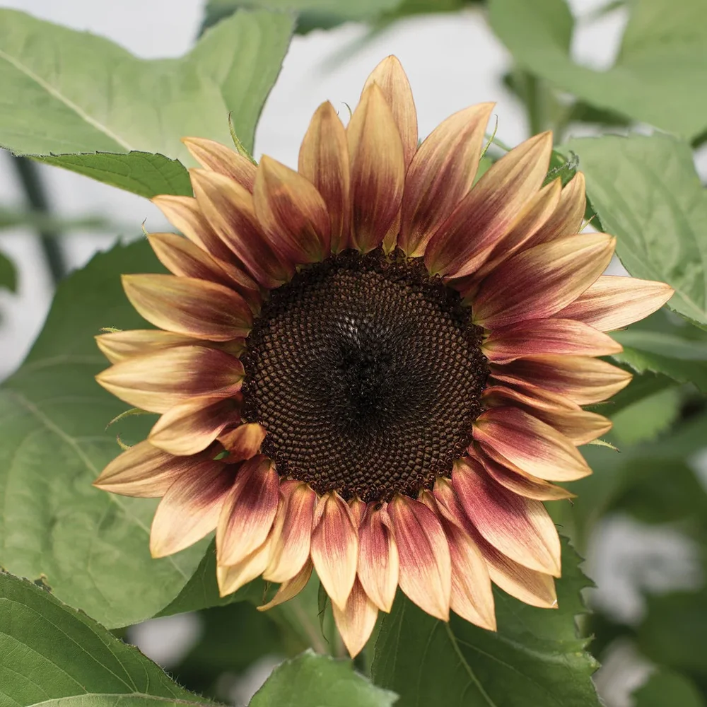 Helianthus Procut Plum F1 Helianthus Procut Plum F1