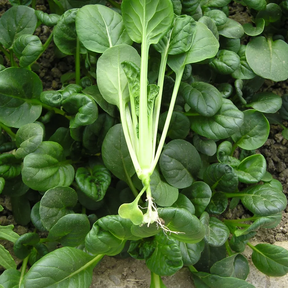 Tatsoi Osaka Tatsoi Osaka