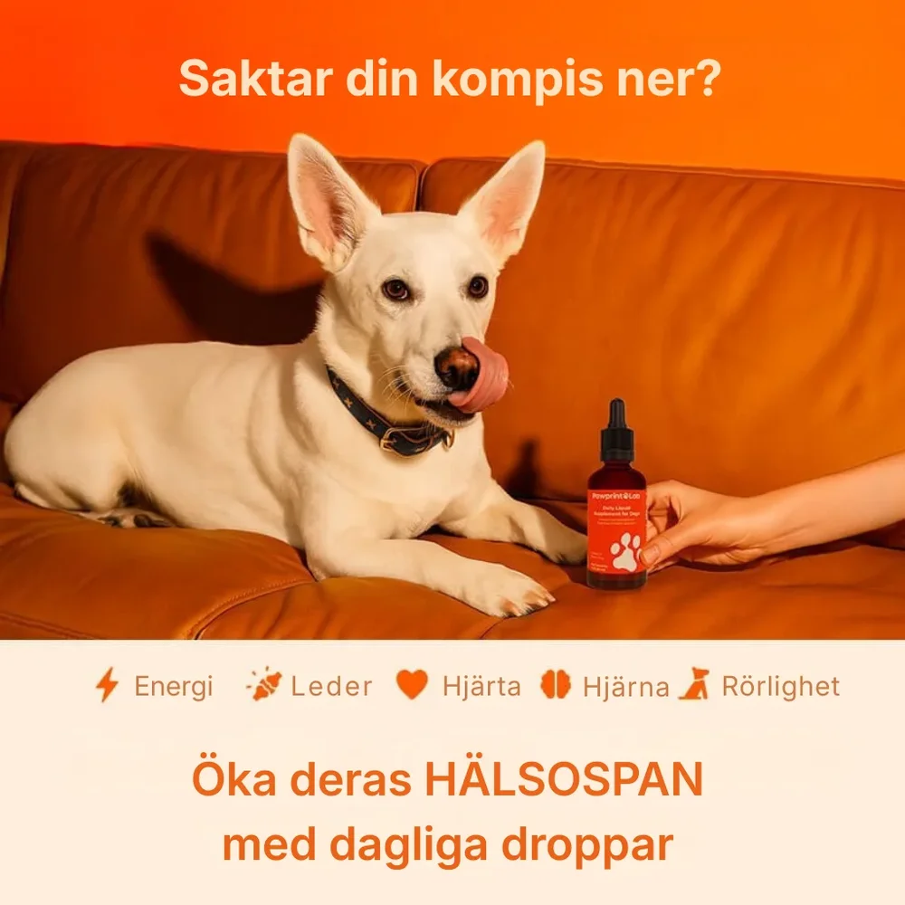 Pawora® | Nanoliposomala droppar som bevisligen ger mer energi, mindre värk och bättre koncentration redan från och med kvällens middag - Bild 2