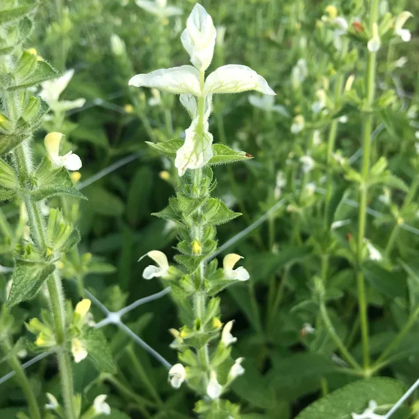 Salvia White Mist Salvia White Mist
