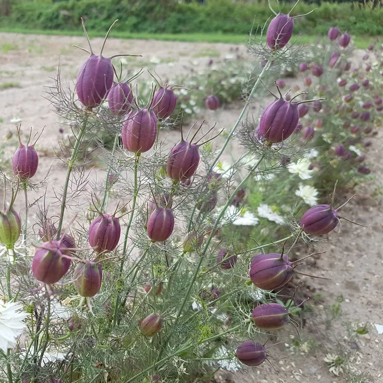 Nigella Black Pod Nigella Black Pod