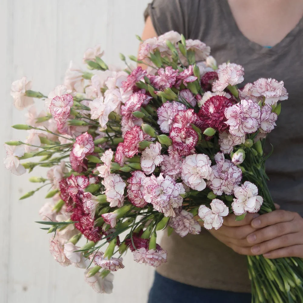 Dianthus Chabaud Benigna Dianthus Chabaud Benigna