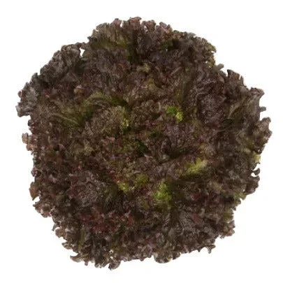 Bataviasallat Mineral RZ – EKO Bataviasallat Mineral RZ – EKO