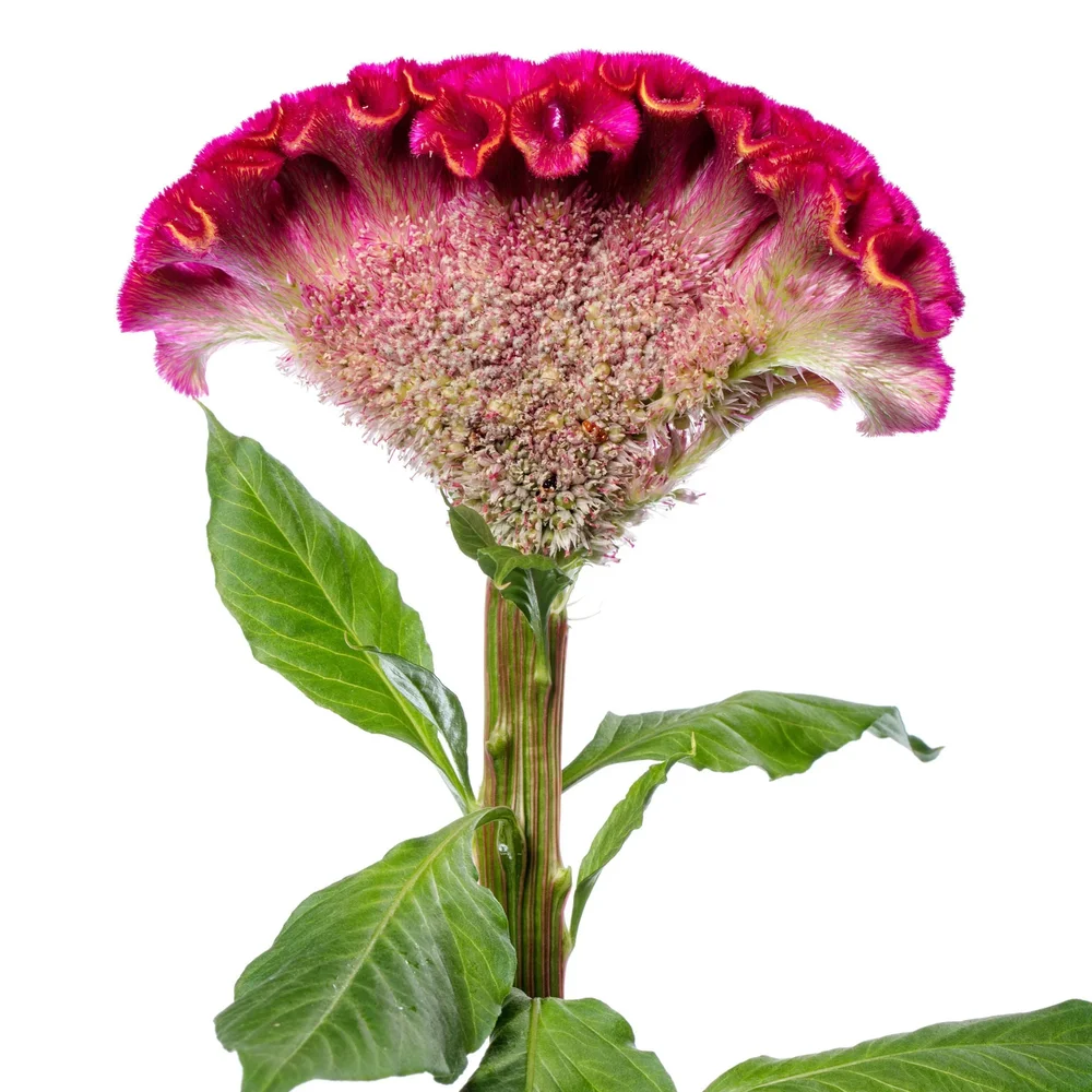 Celosia Act Rima Rose - Bild 2