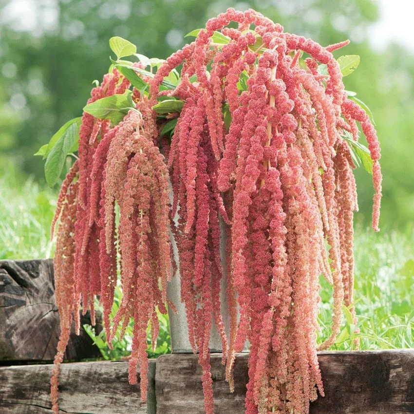 Amaranthus Coral Fountain Amaranthus Coral Fountain