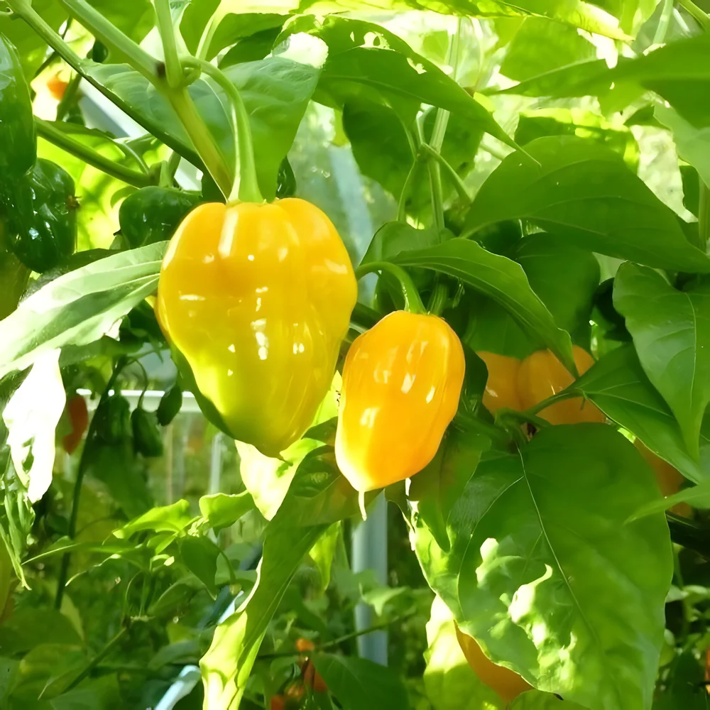 Habanero - Bild 3