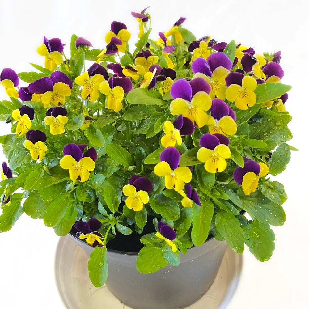 Hornviol Yellow Purple