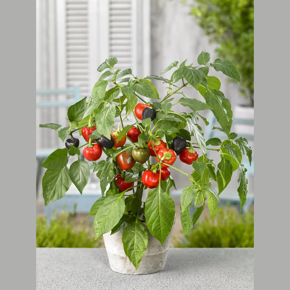Paprika Pumpkin Pepper F1 Halloween Red