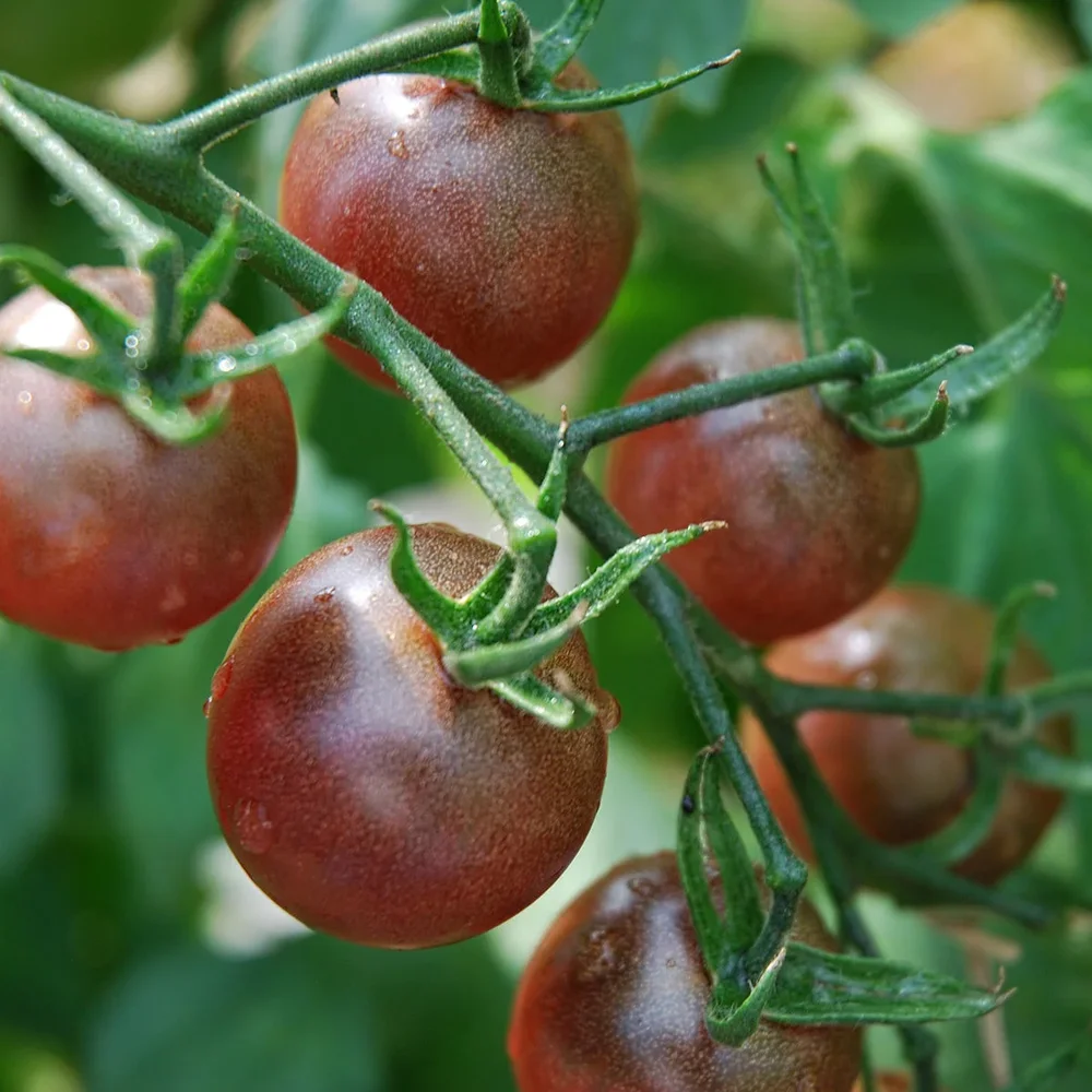 Black Cherry Black Cherry