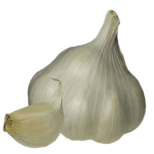 Vitlök Sabagold Vitlök Sabagold