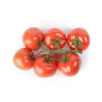 Tomicia RZ F1 - Bild 2