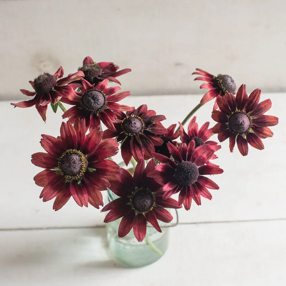 Rudbeckia Cherry Brand Rudbeckia Cherry Brand