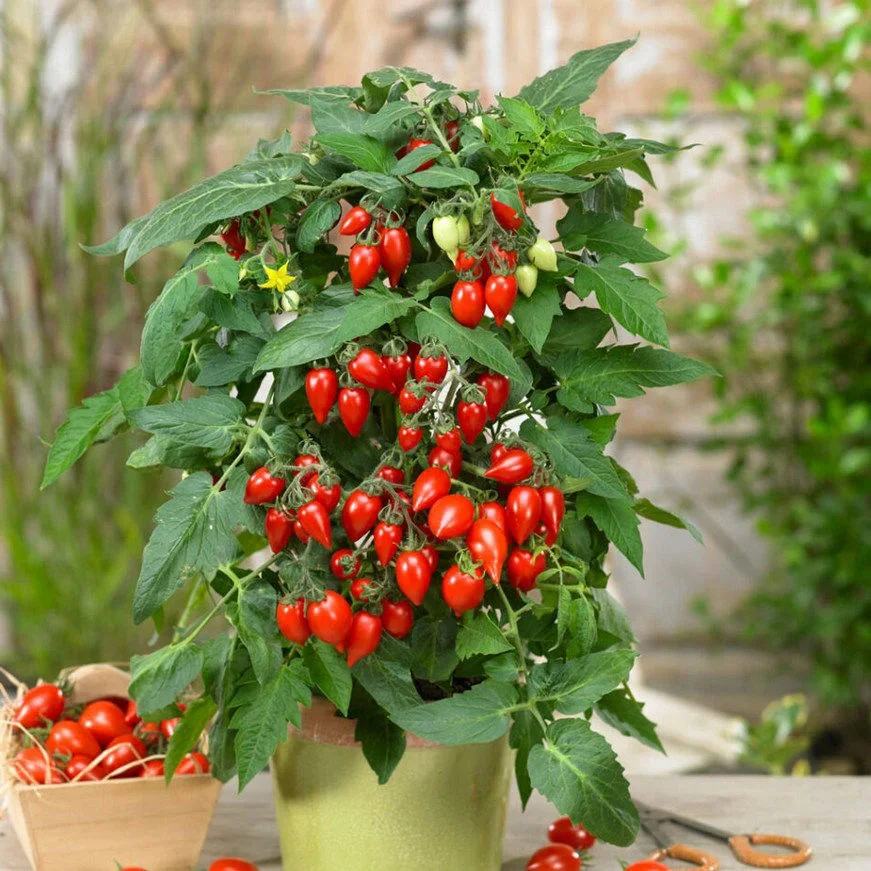 Tomat Sunny Drops™ F1 Red