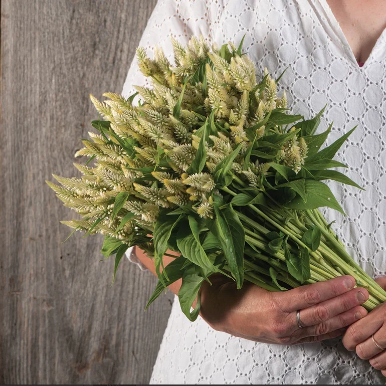 Celosia Celway White Celosia Celway White