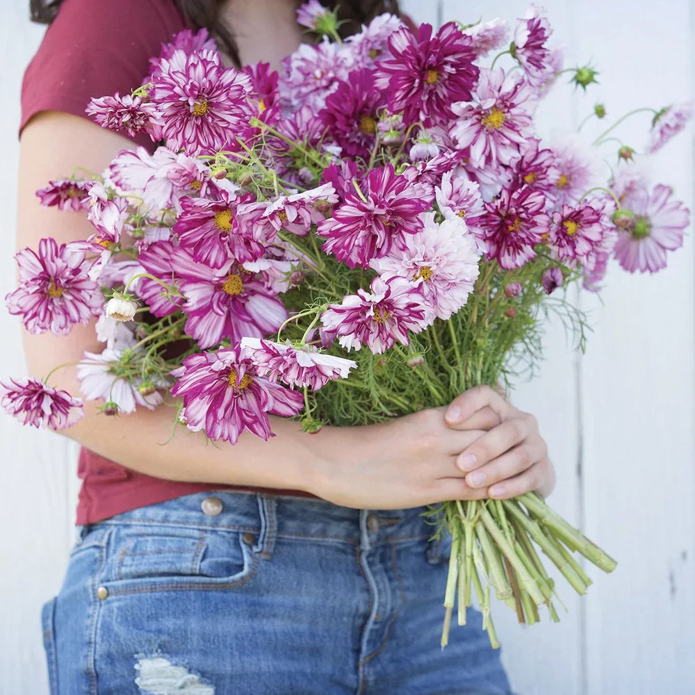 Cosmos Double Click Bicolor Violet Cosmos Double Click Bicolor Violet