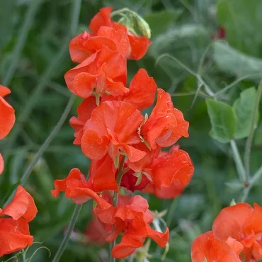 Lathyrus Spring Sunshine Orange Lathyrus Spring Sunshine Orange