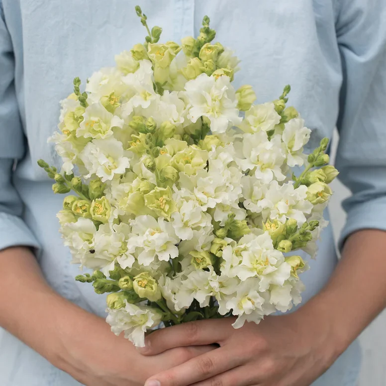 Antirrhinum Madame Butterfly Ivory Antirrhinum Madame Butterfly Ivory