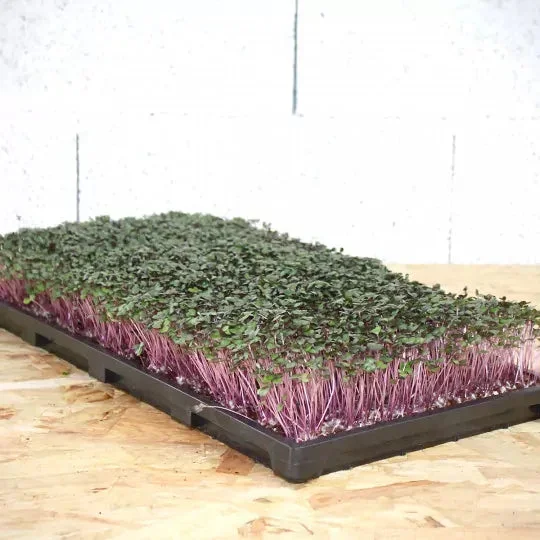 Plantbrätte - Bild 2