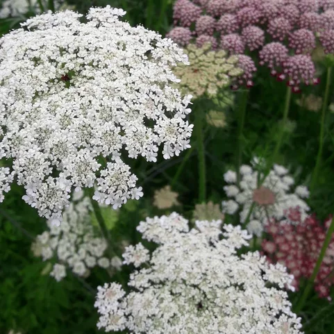 Daucus QIS Dara Daucus QIS Dara