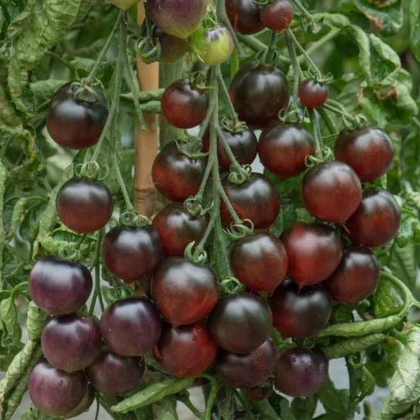 Indigo Cherry Drops Indigo Cherry Drops