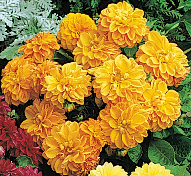 Dahlia Figaro Orange Shades Dahlia Figaro Orange Shades