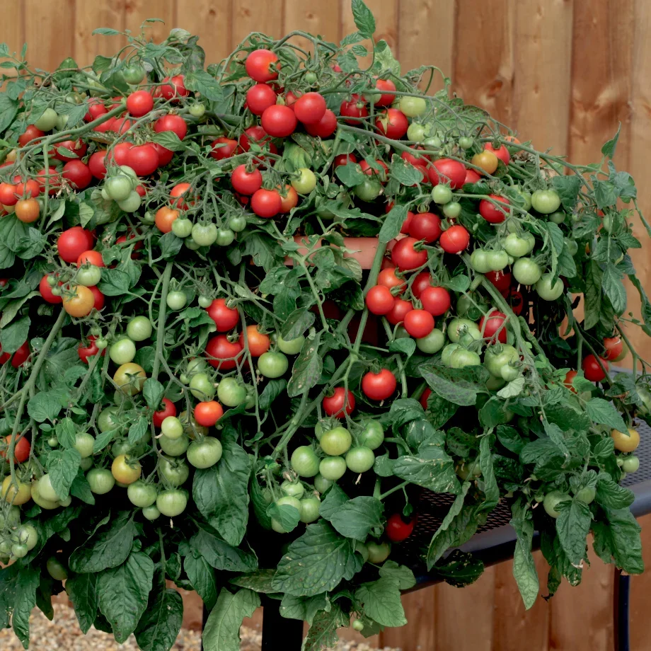 Red Profusion F1 Red Profusion F1