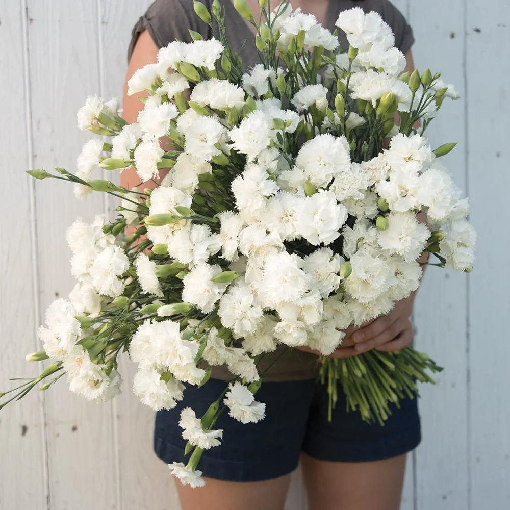 Dianthus Chabaud Jeanne Dionis Dianthus Chabaud Jeanne Dionis