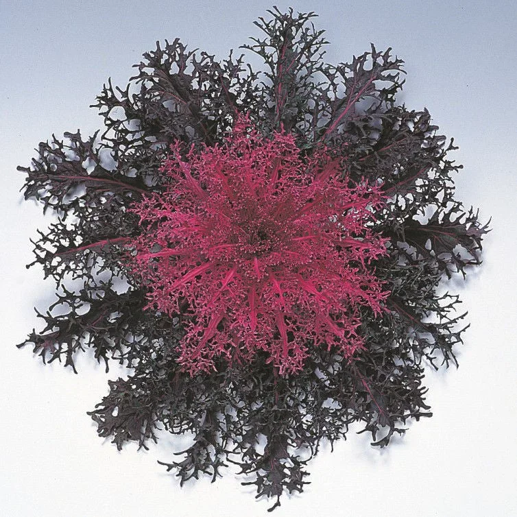 Prydnadskål Peacock Red F1 Prydnadskål Peacock Red F1