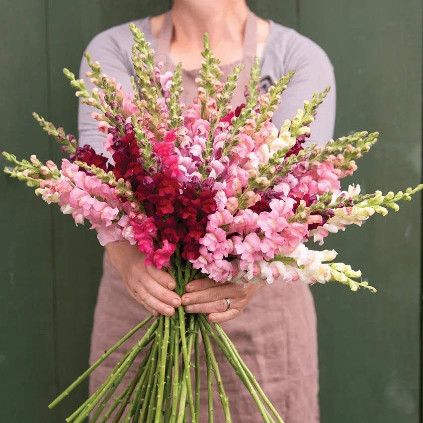 Antirrhinum Potomac Summer Berry Blend Antirrhinum Potomac Summer Berry Blend
