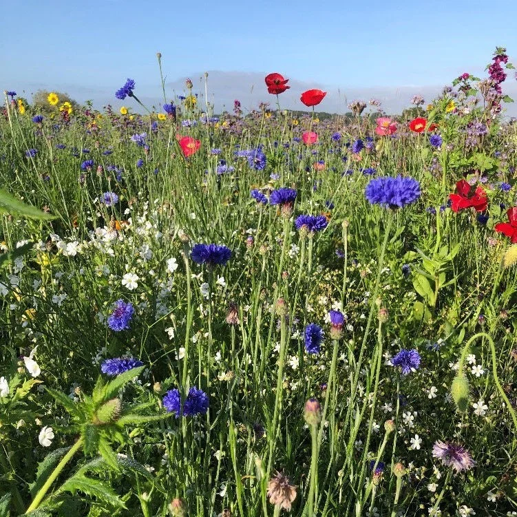 Semencos Pollinatörsblandning - Bild 2