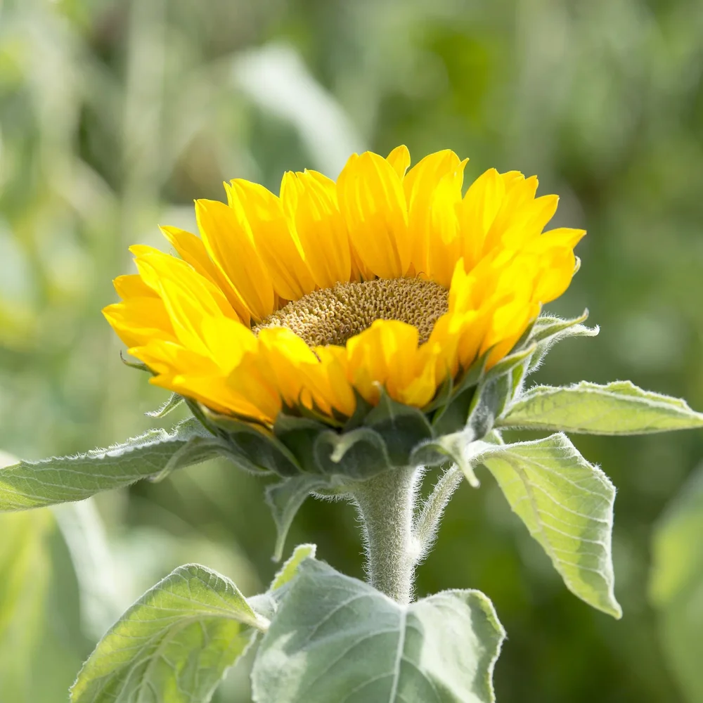 Helianthus Gold Up F1 Helianthus Gold Up F1