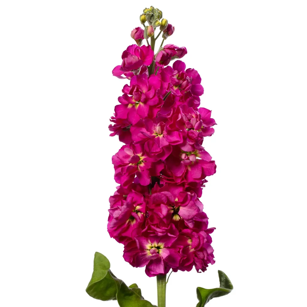 Matthiola Milla Rose Matthiola Milla Rose