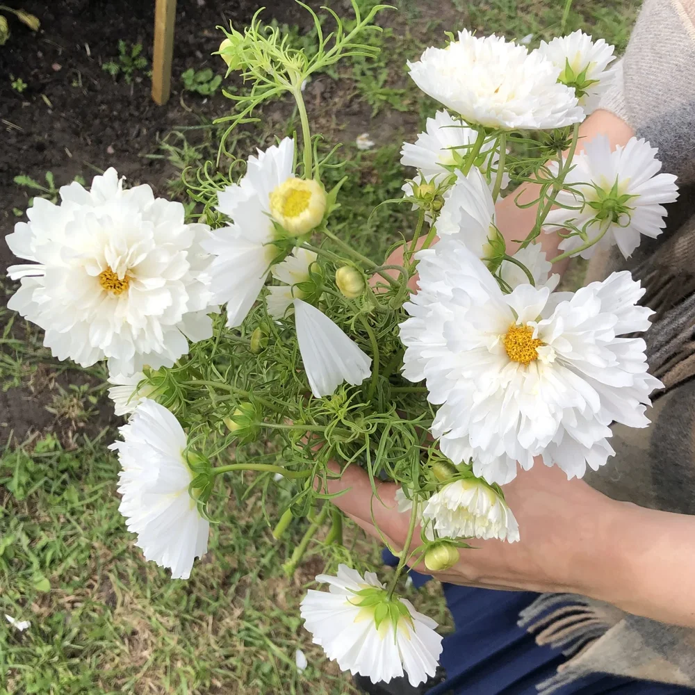 Cosmos Double Click Snow Puff Cosmos Double Click Snow Puff
