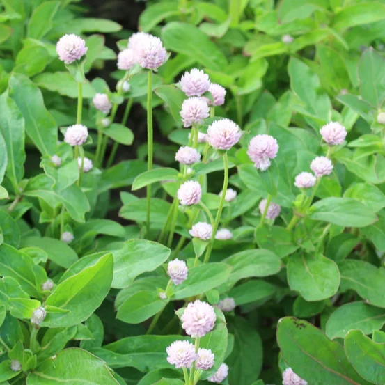 Gomphrena QIS Pink Gomphrena QIS Pink