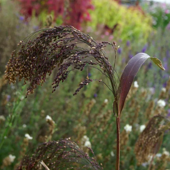 Panicum Violaceum Panicum Violaceum