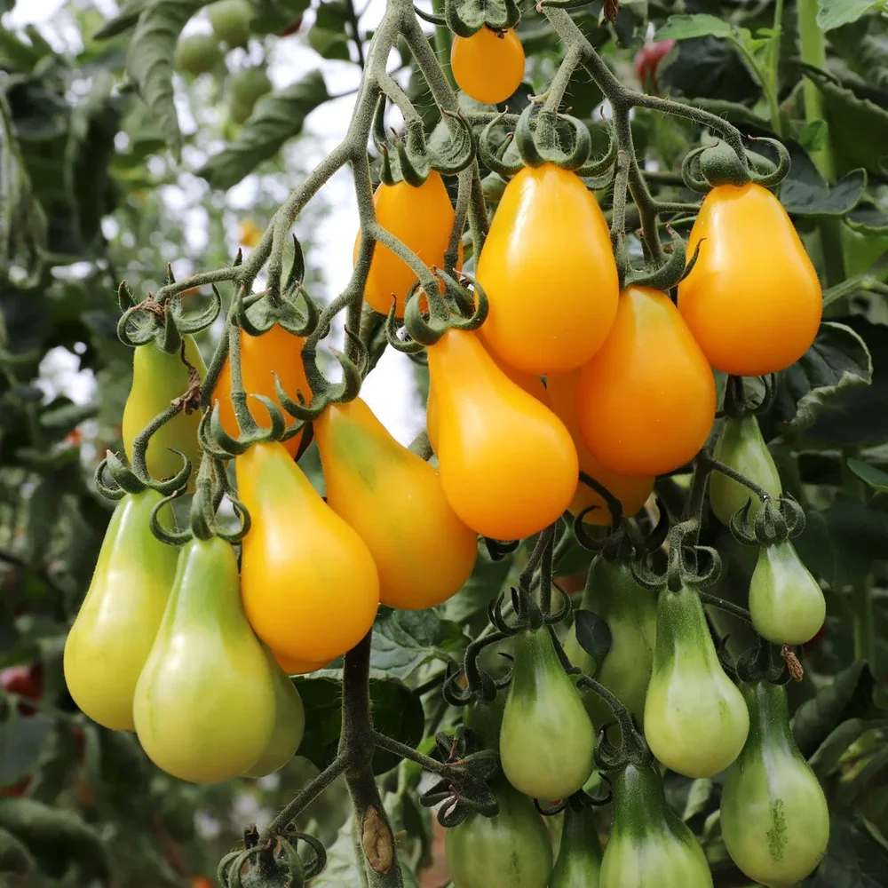 Yellow Pearshaped – KRAV Yellow Pearshaped – KRAV