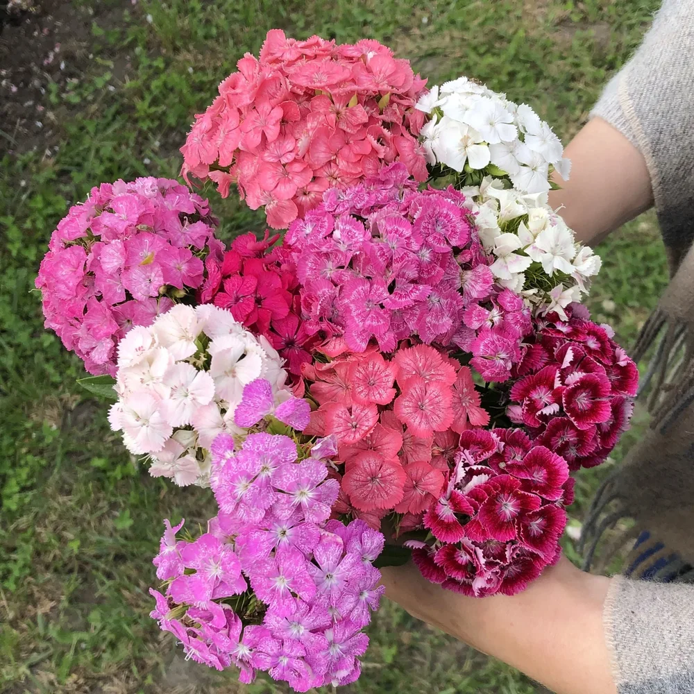 Dianthus Frisco F2 Mix Dianthus Frisco F2 Mix