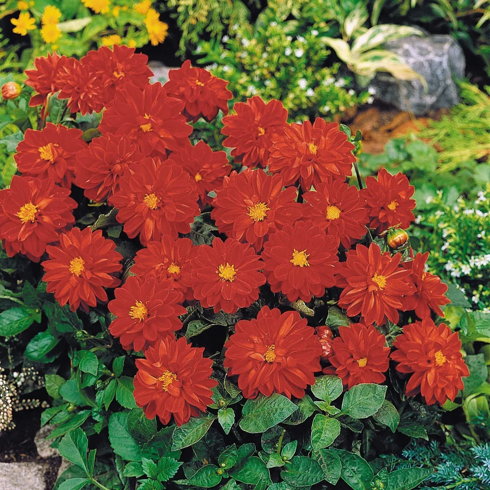Dahlia Figaro Red Shades Dahlia Figaro Red Shades