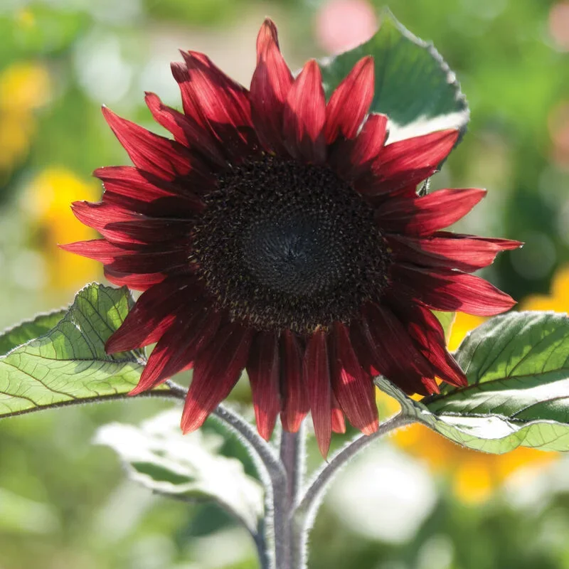 Helianthus Procut Red F1 Helianthus Procut Red F1