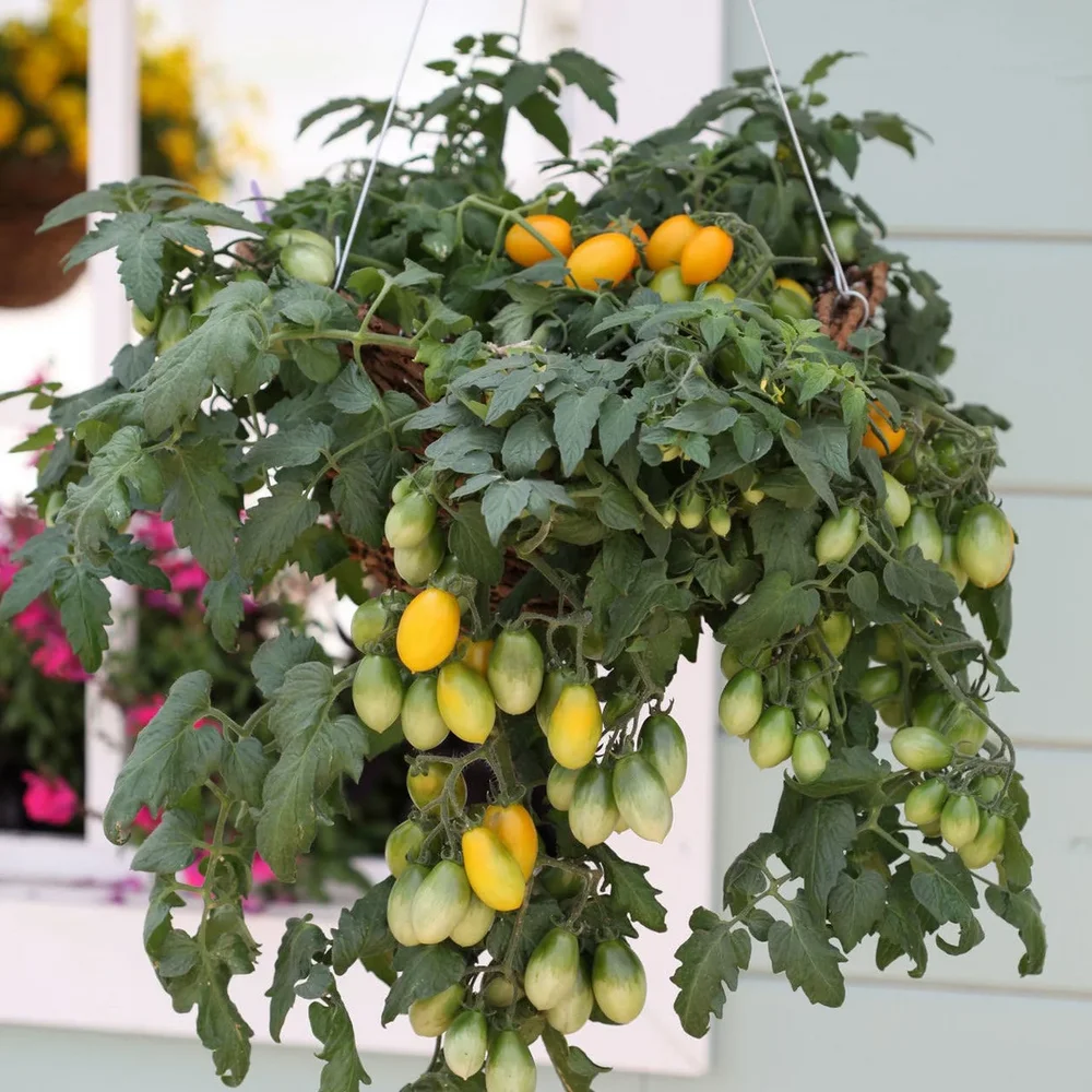 Yellow Peardrops F1 Yellow Peardrops F1