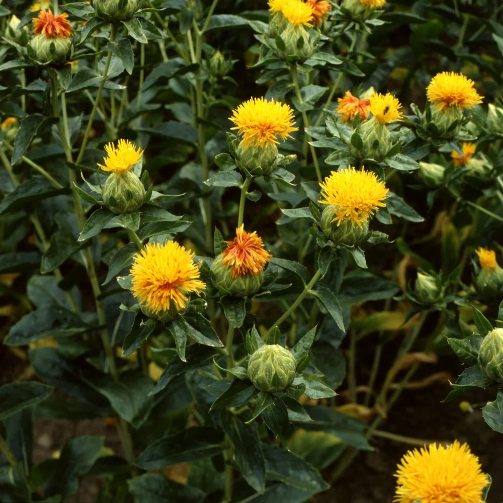 Safflor Kinko - Bild 2