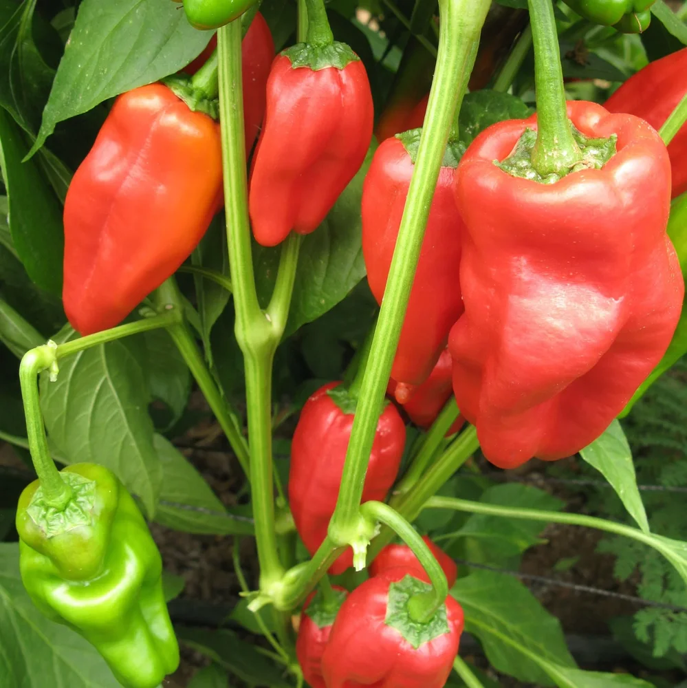 Padron – KRAV Padron – KRAV
