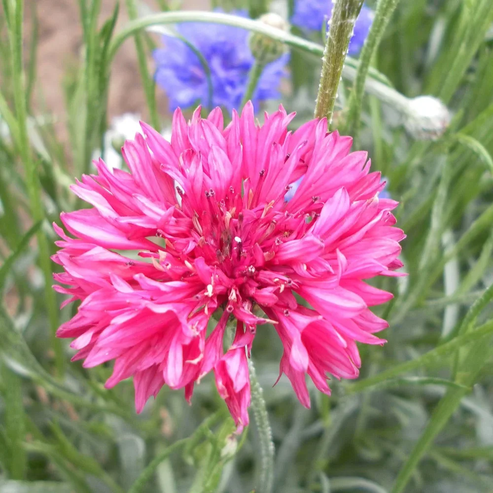Centaurea Red Boy Centaurea Red Boy