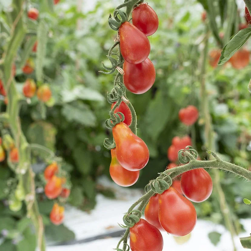 Red Pearshaped Red Pearshaped