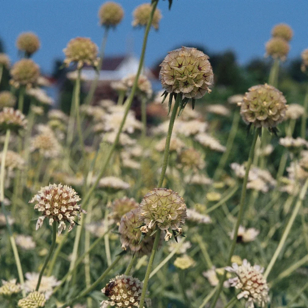 Scabiosa Drumstick Scabiosa Drumstick